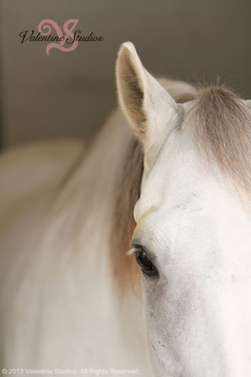 The white horse in the race horse rescue photo shoot at Del Mar Race Track summer 2013.